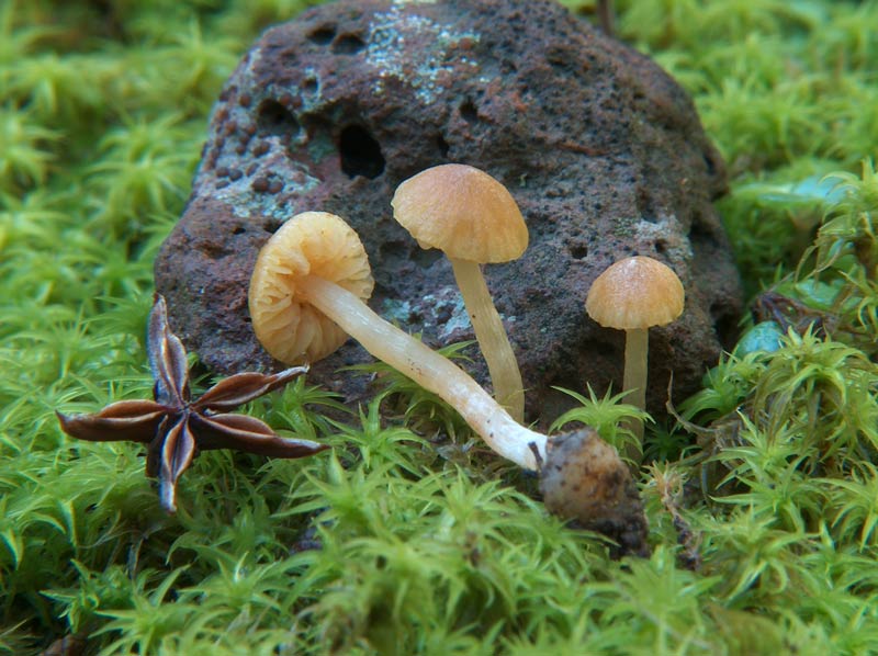 Galerina laevis
